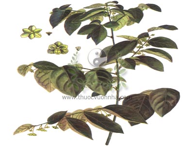 cây rau ngót, rau ngót, bồ ngót, bù ngót, phắc ót, phéc ón, Sauropus androgynus (L) Merr., họ Thầu dầu (Euphorbiaceae)