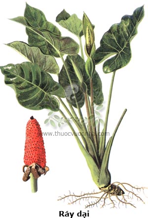 cây ráy dại, ráy dại, dã vu, hải vu, Alocasia macrorhiza Schott.