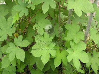 cây sàn sạt, sàn sạt, Humulus scandens (Lour.) Merr.