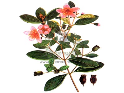 sim, cât sim, sơn nẫm, cương nẫm, nẫm tử, đào kim nương, Rhodomyrtus tomentosa Wight, họ Sim (Myrtaceae)