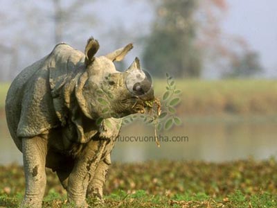 tê giác Ấn Độ, đại độc giác tê, tê giác một sừng lớn, độc giác tê, tê giác một sừng, Rhinoceros unicornis L., họ Tê giác, Rhinocerotidae