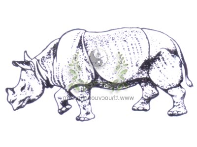 tê giác Java, tê giác nhỏ một sừng, tiểu độc tê giác, Rhinoceros sondaicus Desmarest, họ Tê giác, Rhinocerotidae
