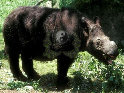 tê giác Sumatra, tê giác 2 sừng Indonesia, song giác tê, tê giác hai sừng, Rhinoceros sumatrensis Cuvier, họ Tê giác, Rhinocerotidae