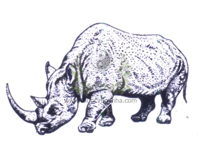 tê giác đen châu Phi, tê giác mõm nhọn, tư giác, trụ giác, thiên mã giác, Rhicoceros bicornis L, họ Tê giác, Rhinocerotidae