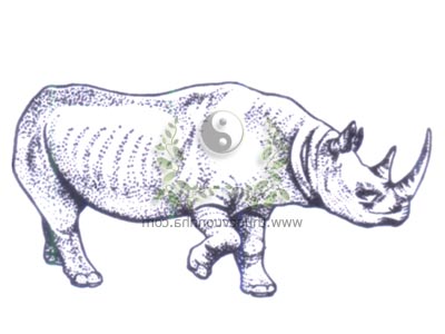 tê giác trắng châu Phi, bạch tê, Rhinoceros simus Cottoni, họ Tê giác, Rhinocerotidae, tê giác trắng miền Bắc (C.s. contoni), tê giác trắng miền Nam (C.s. simum)