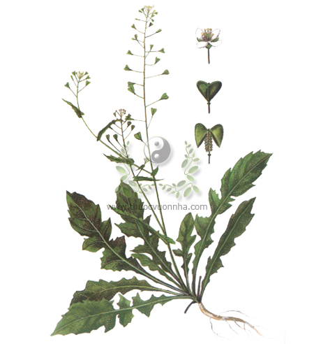 tề thái, tề, tề thái hoa, địa mễ thái, Capsella bursa pastoris (L.) Medic.,thuộc họ Chữ thập, Brassicaceae (Cruciferae), vị thuốc tề thái, Herba Capsellae, Herba Bursae pastoris