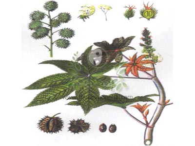 thầu dầu, đu đủ tía, dầu ve, tỳ ma, Ricinus communis L.