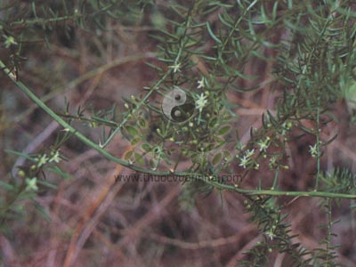 thiên môn đông, thiên đông, dây tóc tiên, co sin sương, sùa sú tung, Asparagus cochinchinensis (Lour.) Merr. (Asparagus lucidus Lindl.), họ Hành tỏi, Liliaceae