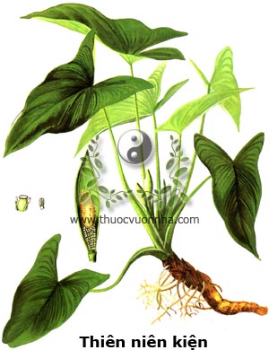 thiên niên kiện, sơn thục, săn sục, ráy xước, bao kim, Homalomena aromatica (Roxb). Schott (Calla aromatica Roxb), họ Ráy (Araceae)
