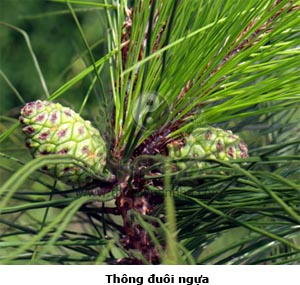 thông đuôi ngựa, mã vĩ tùng, thông hai lá, sơn tùng, thanh tùng, thiết giáp tùng, Pinus massoniana Lambert.