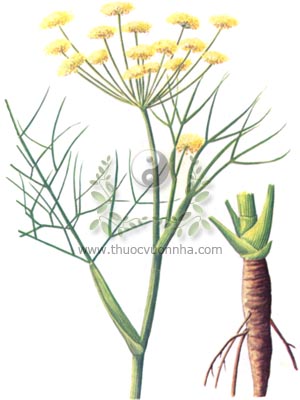 tiểu hồi, tiểu hồi hương, Foeniculum vulgare Mill., họ Hoa tán, Apiaceae