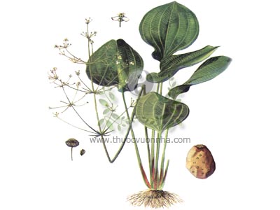 mã đề nước, trạch tả, Alisma plantago-aquatica L. var. orientalis Samuelsson, họ Trạch tả (Alismataceae)