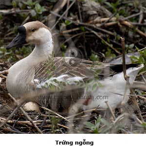 trứng ngỗng, nga đản, nga noãn