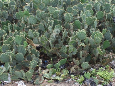 xương rồng bà, vợt gai, tiên nhân trưởng, họ Xương rồng Cactaceae, Opuntia dillenii Haw