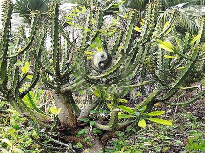 xương rồng ông, xương rồng 3 cạnh, Euphorbia antiquorum L., họ Thầu dầu Euphorbiaceae