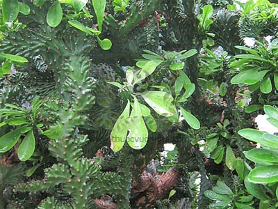 xương rồng ta, xương rồng Ngọc lân, Euphorbia neriifolia L., họ Thầu dầu