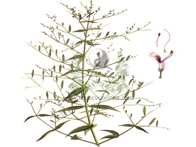 xuyên tâm liên, nhất kiến hỷ, công cộng, nguyễn cộng, lam khái liên, khổ đảm thảo, Andrographis paniculata (Burum.f.) Nees.