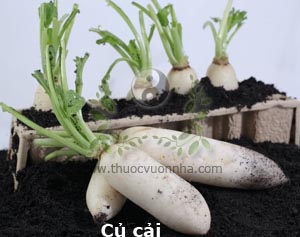 củ cải