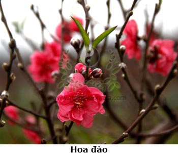 hoa đào