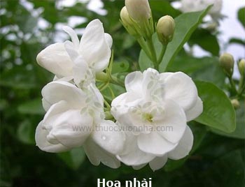 hoa nhài