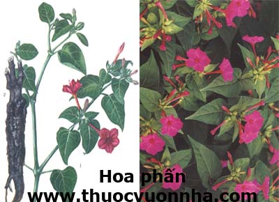 hoa phấn, cây bông phấn, hoa nhài tím, mạt lợi, mạt lị, Mirabilis jalapa L.