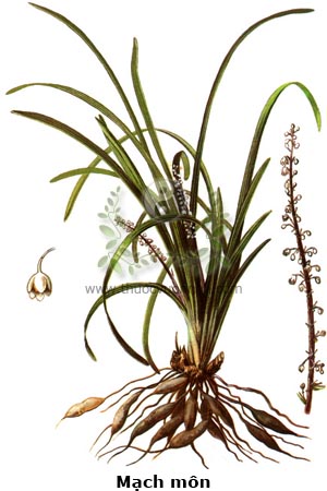 củ tóc tiên, củ mạch môn