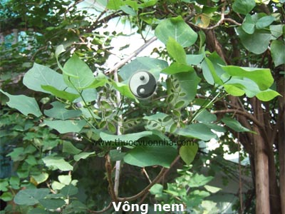 vông, lá vông, vông nem, hải đồng, thích đồng, Erythrina indica Lamk