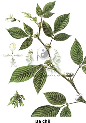 ba chẽ, cây ba chẽ, niễng đực, đậu bạc đầu, may thấp moong, biền ong, Da rờ típ, Desmodium cephalotes Wall.
