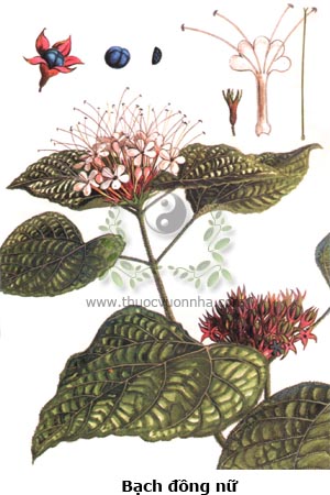 bạch đồng nữ, bần trắng, vậy trắng, mấn trắng, mò trắng, Clerodendron fragrans Vent.