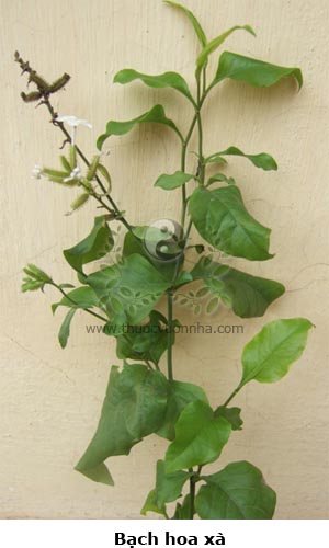 bạch hoa xà, bạch tuyết hoa, cây chiến, cây đuôi công, Plumbago zeylanica L.