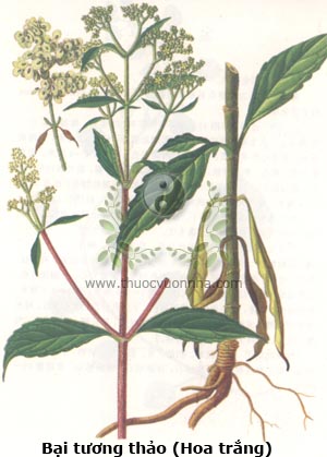 Nữ Lang, Valerianaceae), Bại tương thảo hoa trắng, Patrinia villosa (Thunb.) Juss., cỏ bồng, lộc thủ, mã thảo, trạch bại, lộc tương, khổ thái, khổ chức, dã khổ thái