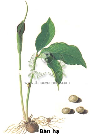 bán hạ, củ chóc, lá ba chìa, cây chóa chuột, Typhonium triobatum Shott