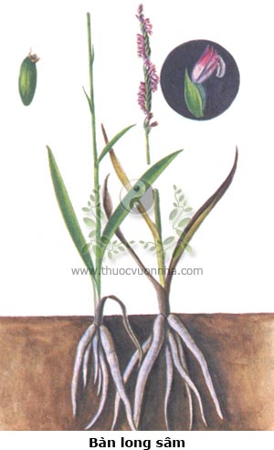 bàn long sâm, lan cuốn chiếu, thụ thảo, trư liêu sâm, long bão trụ, bàn long côn, liêm đao thảo, Spiranthes sinensis