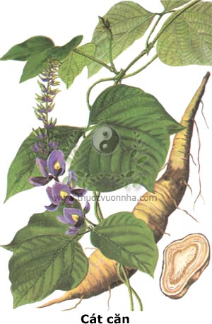 cát căn, sắn dây, củ sắn dây
