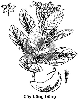 cây lá hen, nam tì bà, bàng biển, bồng bồng, cốc may, Calotropis gigantea R. Br.