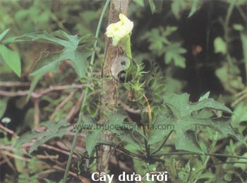 cây dưa trời, dưa núi, qua lâu, hoa bát, vương qua, thao ca, thau ca, dây bạc bát, dây bát trâu, Trichosanthes sp.