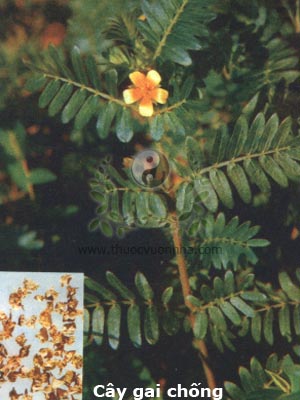 gai chống, gai ma vương, Tribulus terrestris L., T. lanuginosus L.