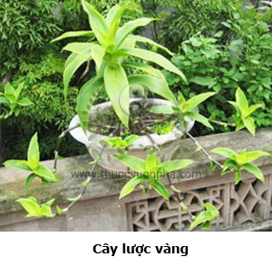 lược vàng, cây lược vàng, lan vòi, cây bạch tuộc, trai lá phất dũ, giả khóm, hương lộ thảo, điếu lan hoa, dô-lô-tôi us, râu vàng), ka-li-di-a thơm, Callisia fragrans (Lind.) Woodson, họ Rau Trai Commelinaceae.