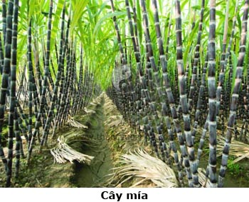 mía, cây mía, cam giá, can giá, đường ngạnh