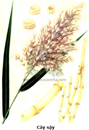 cây sậy, sậy, lô căn,rễ của cây sậy, Phragmites communis Trin.