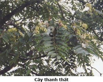 cây thanh thất, thanh thất, cây xuân, cây bụt, cây bút, càng hom, bông xướt, càn thôn, xú xuân, Ailanthus malabarica DC., Simarubaceae
