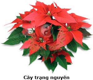 cây trạng nguyên, nhất phẩm hồng, tinh tinh mộc, diệp thượng hoa, hoa trên lá, diệp tượng hoa, lá giống như  hoa, Euphorbia pulcherrima Willd.