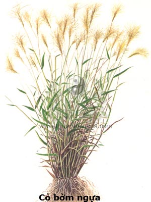 cỏ bờm ngựa, kim ty thảo, Pogonatherum crinitum (Thunb.) Kunch.