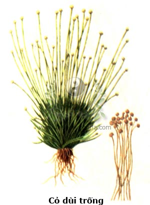 cỏ dùi trống, cỏ đuôi công, cây cốc tinh, Eriocaulon sexangulare L., cốc tinh thảo, di tinh thảo