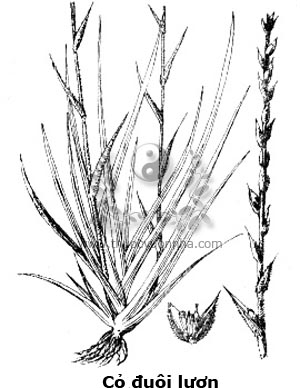 cây đũa bếp, đuôi lươn, bòn bòn, cỏ đuôi lươn, điền thông, Philydrum lanuginosum Banks