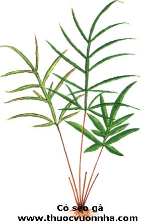 cỏ seo gà, phượng vĩ thảo, tế diệp phượng vĩ thảo, tỉnh khẩu biên thảo (cỏ mọc ở bờ giếng), tỉnh khiếm (loài khiếm thảo mọc gần giếng), phượng hoàng thảo, sơn kê vĩ, Pteris  multifida Poir.