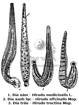 con đỉa, đỉa xám, Hirudo medicinalis L., đỉa xanh lục, Hirudo offcinalis Mop., đỉa trâu, Hirudo troctina Mop., thủy điệt tục, thủy điệt, mã hoàng
