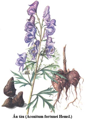 ấu tàu, cây gấu tàu, cố y, Aconitum fortunei Hemsl.