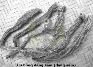 đảng sâm, Codonopsis javanica, sâm dây, hồng đảng sâm, cây đùi gà, mằn rày cáy, co nha dòi, cang ho