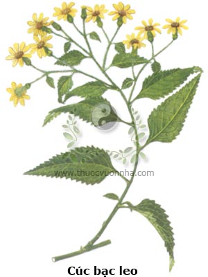 dây cúc bạc, cúc bạc leo, Senecio scandens Buch-Ham ex D. Don, Asteraceae., thiên lý quang, cửu lý minh, thiên lý cập, cửu lĩnh quang, nhãn minh thảo, cỏ sáng mắt, nhất tảo quang, hoàng hoa thảo, nhuyễn đằng hoàng hoa thảo